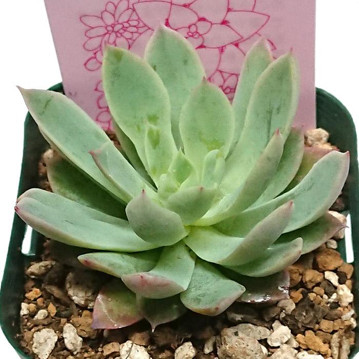 多肉植物　ブラッドブリアナ錦　一点のみ　カット苗 多肉植物 韓国苗 ブラッドブリアナ錦 - メルカリ