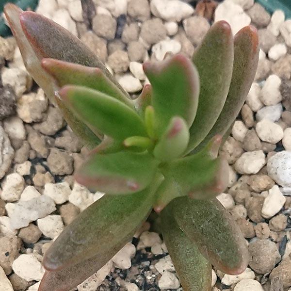 多肉植物 カランコエ属 トナカイの舞 キーエンシス カット極小苗 : 花