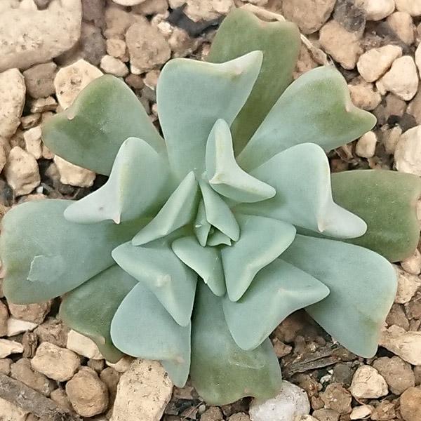 多肉植物 エケベリア属 トップシータビー カット極小苗 : 花と緑