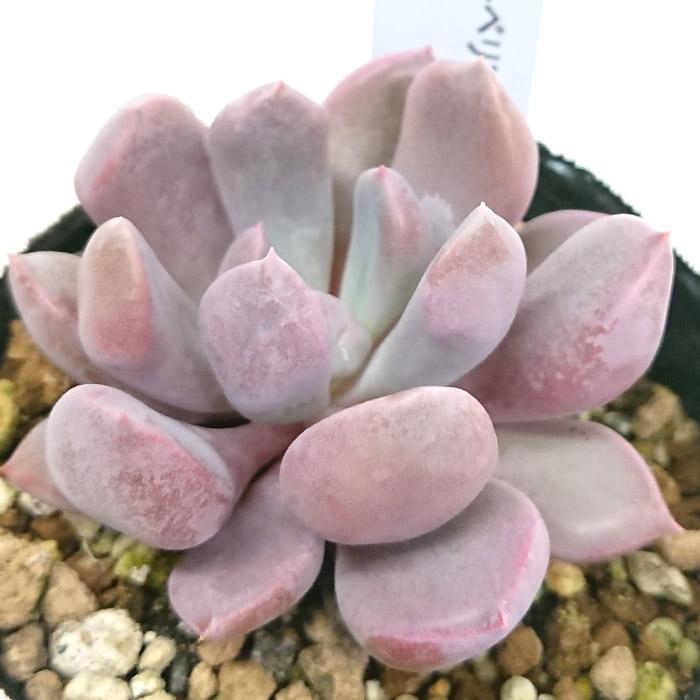 多肉植物^o^  トップシーダビー　超大苗！ 多肉植物^o^ トップシーダビー 超大苗！ 多肉植物^o^ トップ