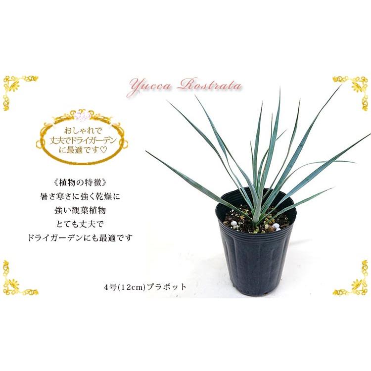 ユッカロストラータ 4.5号 直径約13.5cm ポット苗 ドライガーデン 送料