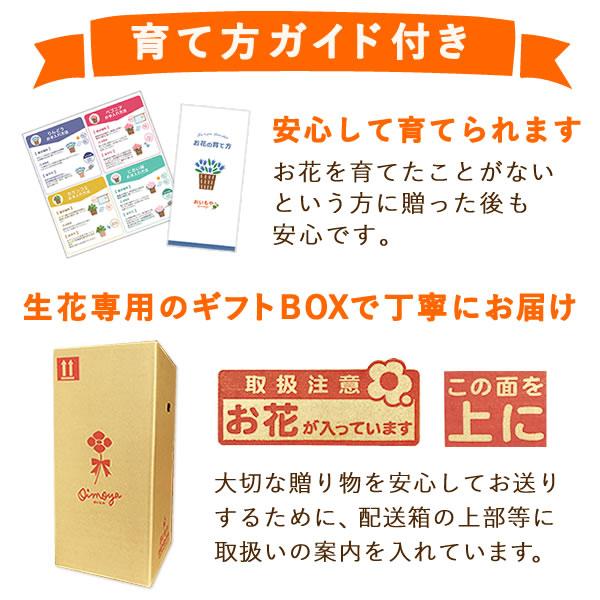 敬老の日 プレゼント 桜 花 メッセージ 和菓子セット 花とスイーツ ギフトランキング 鉢植え お菓子 洋菓子 孫 施設 60代 70代 80代｜hana-collabo｜06