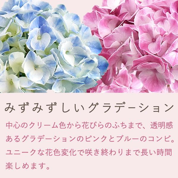 母の日 ギフト あじさい 花とスイーツ プレゼント 花 2025 母の日 ギフト あじさい 花とスイーツ プレゼント 花 2025