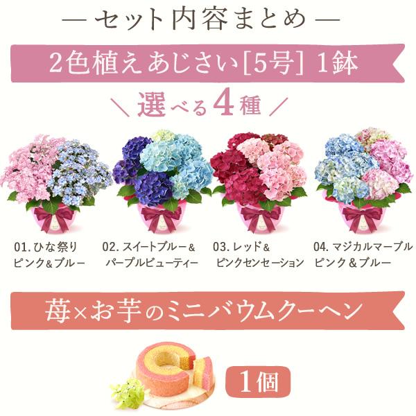 母の日 ギフト あじさい 花とスイーツ プレゼント 花 2025 母の日 ギフト あじさい 花とスイーツ プレゼント 花 2025