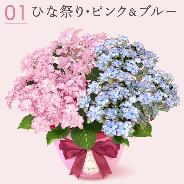 母の日 ギフト あじさい 花とスイーツ プレゼント 花 2025 母の日 ギフト あじさい 花とスイーツ プレゼント 花 2025
