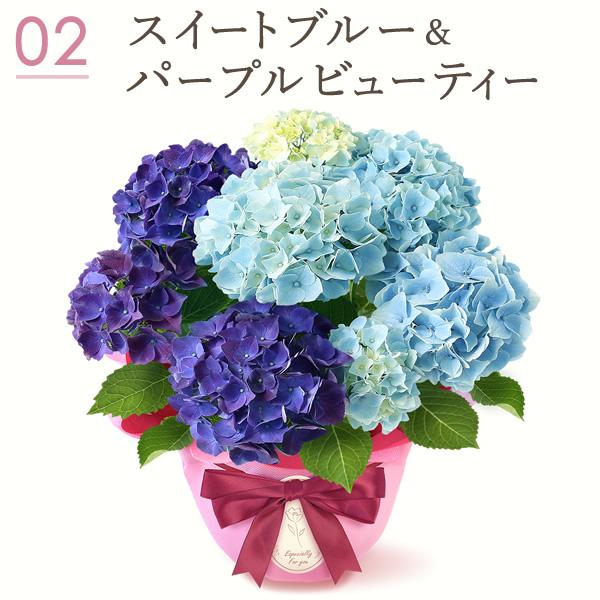 母の日 ギフト あじさい 花とスイーツ プレゼント 花 2025 母の日 ギフト あじさい 花とスイーツ プレゼント 花 2025