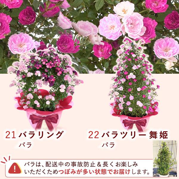 母の日 花 鉢植え 寄せ植え ギフト 花とスイーツ 2026 カーネーション