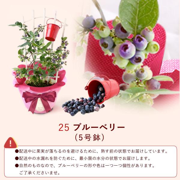 母の日 花 鉢植え 寄せ植え ギフト 花とスイーツ 2026 カーネーション
