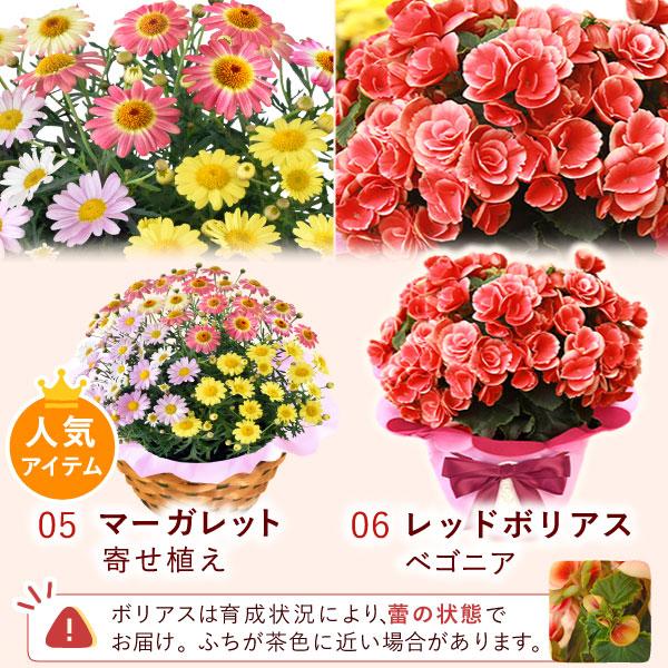 母の日 花 鉢植え 寄せ植え ギフト 花とスイーツ 2026 カーネーション