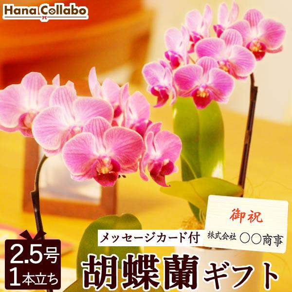 人気提案 ミディ胡蝶蘭 開店祝い 還暦祝い 誕生日プレゼント 女性 お祝い 2 5号マイクロ胡蝶蘭 椎名洋蘭園から産地直送