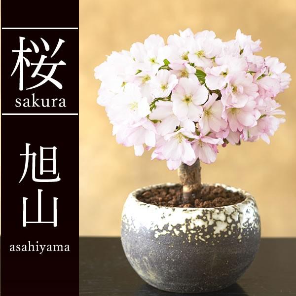 慶同梱価格　桜　盆栽　十月桜　5.5号鉢つき　幹太❗曲がり❗　② 桜盆栽 桜・藤 選べる盆栽ギフト プレゼントに 「旭山」「十月桜」「一