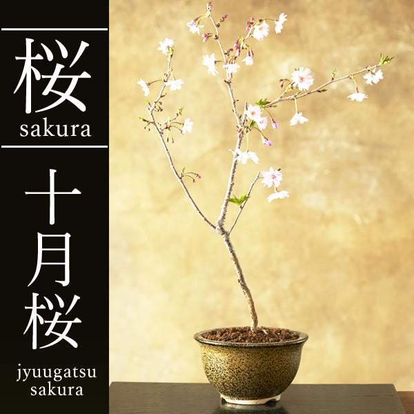 中品盆栽、十月桜、斜幹模様木、花、花芽付き やや傷や汚れあり　ノリ典　 十月桜 | 盆栽、盆栽書籍、盆栽鉢の通販│近代出版