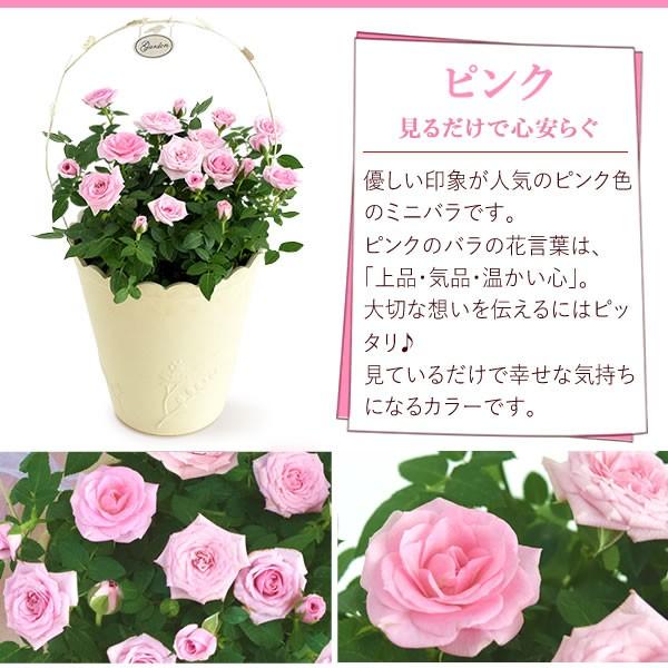 選べる2色 鉢植え バラ 誕生日プレゼント 花 6号 薔薇 母 おばあちゃん 女性 お祝い ギフト 結婚祝い 出産祝い 内祝い 40代 50代 60代 70代 9 プレゼント ギフト 花コラボ 通販 Yahoo ショッピング
