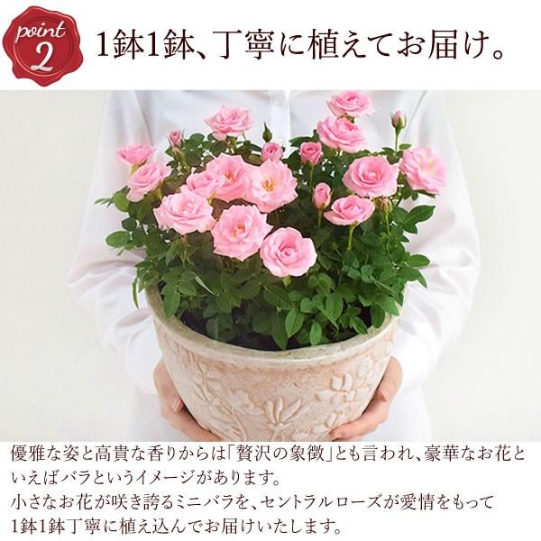 選べる2色 鉢植え バラ 誕生日プレゼント 花 4号 薔薇 母 おばあちゃん 女性 お祝い ギフト 結婚祝い 出産祝い 内祝い 40代 50代 60代 70代 9 プレゼント ギフト 花コラボ 通販 Yahoo ショッピング