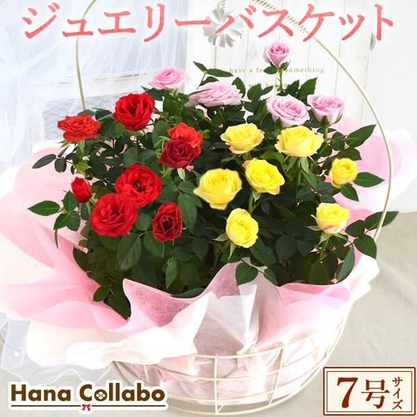 バラ 鉢植え 誕生日プレゼント 花 薔薇 7号 ジュエリーバスケット 母 生花 おばあちゃん 女性 お祝い ギフト 結婚祝い 内祝い 40代 50代 60代 70代 69 以上節約