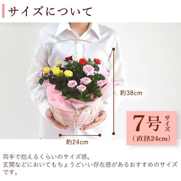 バラ 鉢植え 誕生日プレゼント 花 薔薇 7号 ジュエリーバスケット 母 生花 おばあちゃん 女性 お祝い ギフト 結婚祝い 内祝い 40代 50代 60代 70代 69 以上節約