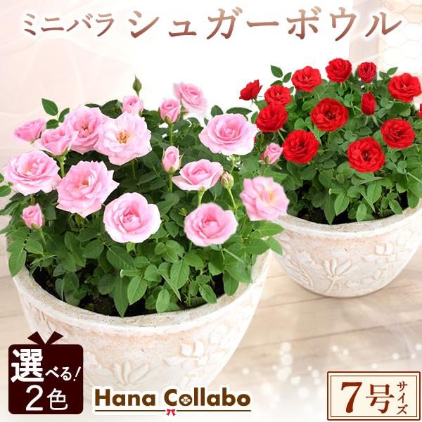 お歳暮 選べる2色 鉢植え バラ 誕生日プレゼント 花 7号 薔薇 母 おばあちゃん 女性 お祝い ギフト 結婚祝い 出産祝い 内祝い 40代 50代 60代 70代