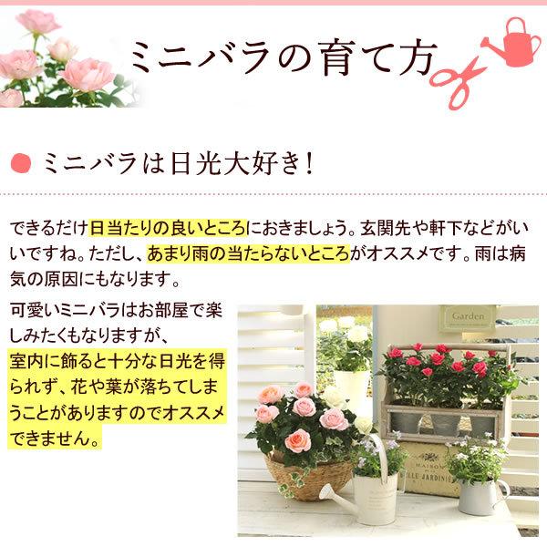 選べる2色 鉢植え バラ 誕生日プレゼント 花 7号 薔薇 母 おばあちゃん 女性 お祝い ギフト 結婚祝い 出産祝い 内祝い 40代 50代 60代 70代 9 プレゼント ギフト 花コラボ 通販 Yahoo ショッピング