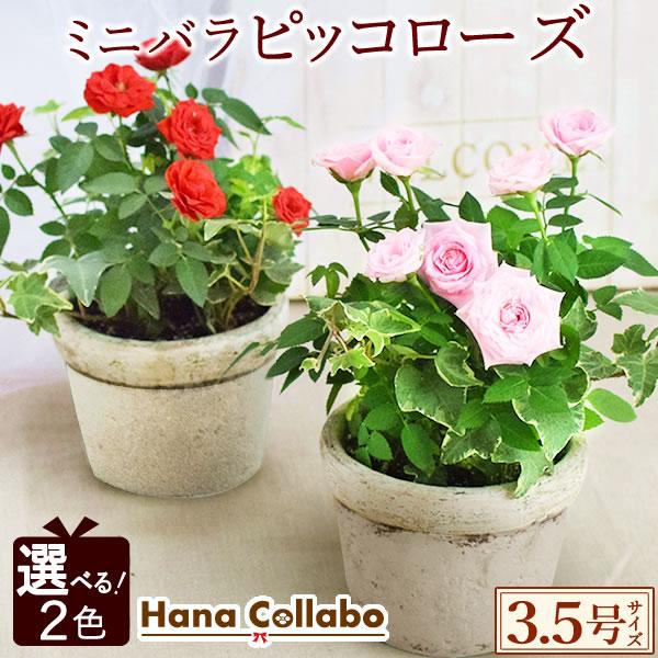 見事な創造力 選べる2色 鉢植え バラ 誕生日プレゼント 花 薔薇 3 5号 母 おばあちゃん 女性 お祝い ギフト 結婚祝い 出産祝い 内祝い 40代 50代 60代 70代