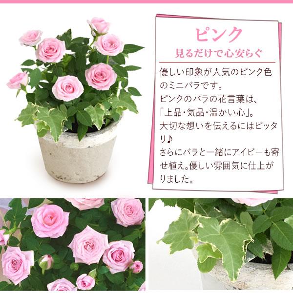 誕生日 花 バラ 鉢植え ミニバラ ギフト 花鉢 バラ苗 ミニバラ苗