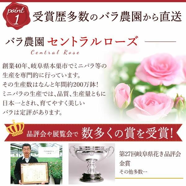 選べる2色 鉢植え バラ 誕生日プレゼント 花 薔薇 3 5号 母 おばあちゃん 女性 お祝い ギフト 結婚祝い 出産祝い 内祝い 40代 50代 60代 70代 9 プレゼント ギフト 花コラボ 通販 Yahoo ショッピング