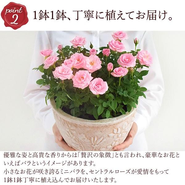 選べる2色 鉢植え バラ 誕生日プレゼント 花 薔薇 3 5号 母 おばあちゃん 女性 お祝い ギフト 結婚祝い 出産祝い 内祝い 40代 50代 60代 70代 9 プレゼント ギフト 花コラボ 通販 Yahoo ショッピング