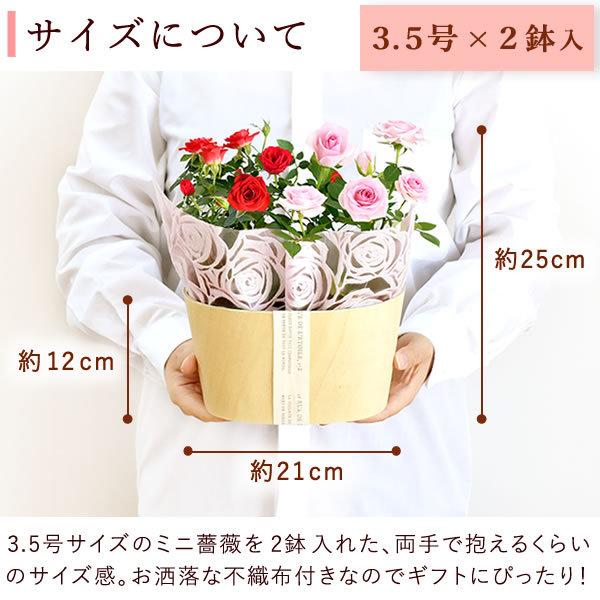 選べる3色 鉢植え バラ 誕生日プレゼント 花 薔薇 3 5号 母 おばあちゃん 女性 お祝い ギフト 結婚祝い 内祝い 40代 50代 60代 70代 9 プレゼント ギフト 花コラボ 通販 Yahoo ショッピング