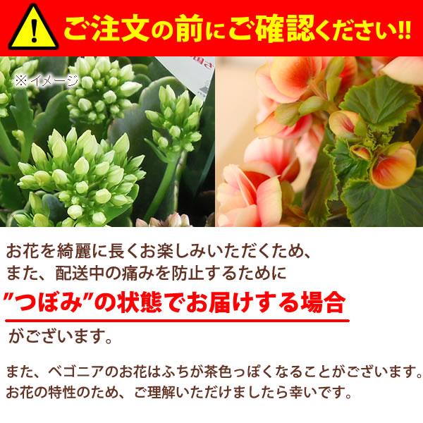 敬老の日 22 プレゼント ギフト 花 鉢植え 珍しい 花とスイーツ 桜 りんどう ベコニア お菓子 60代 70代 80代 Flower Hset プレゼント ギフト 花コラボ 通販 Yahoo ショッピング