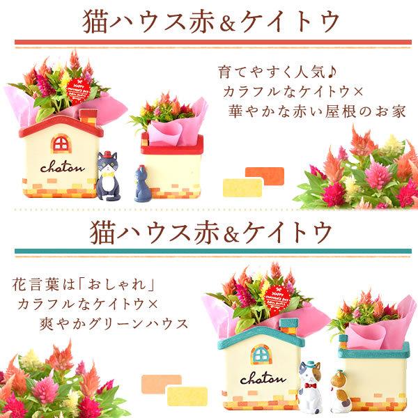 母の日 21 プレゼント 花とスイーツ 母の日ギフト カーネーション 鉢植え お菓子 ギフトランキング 猫 アニマル キャラクター メッセージ 50代 60代 70代 80代 Flower Jset プレゼント ギフト 花コラボ 通販 Yahoo ショッピング