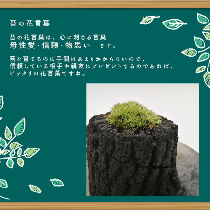 炭盆栽 ぼんさい Bonsai 苔 こけ ヤマゴケ 備長炭 くぬぎ炭 観葉植物 室内 屋外 インテリア ガーデニング ギフト 8503 Koke L 和雑貨のお店 花いちりん 通販 Yahoo ショッピング
