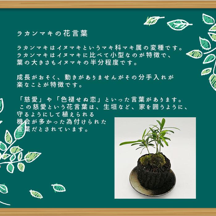 炭盆栽 ぼんさい Bonsai ラカンマキ 風水 備長炭 くぬぎ炭 観葉植物 室内 屋外 インテリア ガーデニング ギフト 8503 Rakanmaki 和雑貨のお店 花いちりん 通販 Yahoo ショッピング