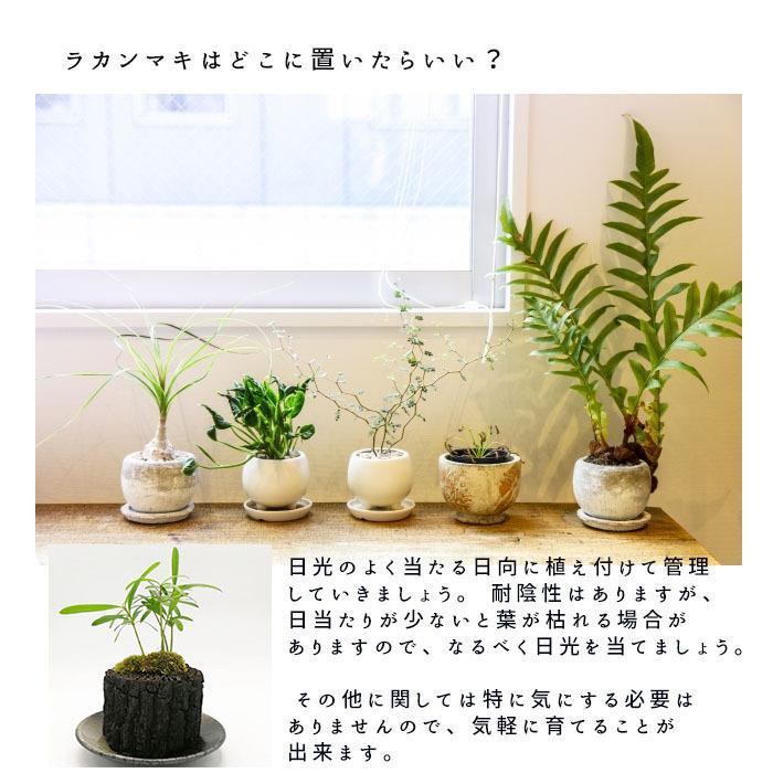 炭盆栽 ぼんさい Bonsai ラカンマキ 風水 備長炭 くぬぎ炭 観葉植物 室内 屋外 インテリア ガーデニング ギフト 8503 Rakanmaki 和雑貨のお店 花いちりん 通販 Yahoo ショッピング