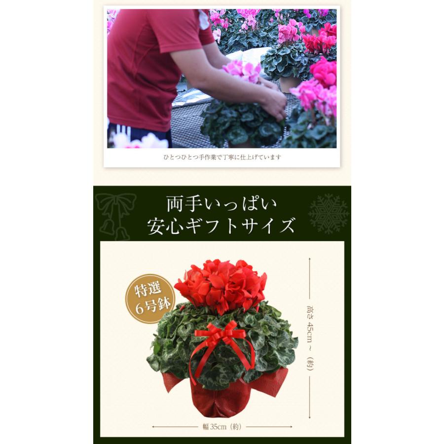 シクラメン　ギフト用花鉢　赤｜hana-kusamusubi｜05