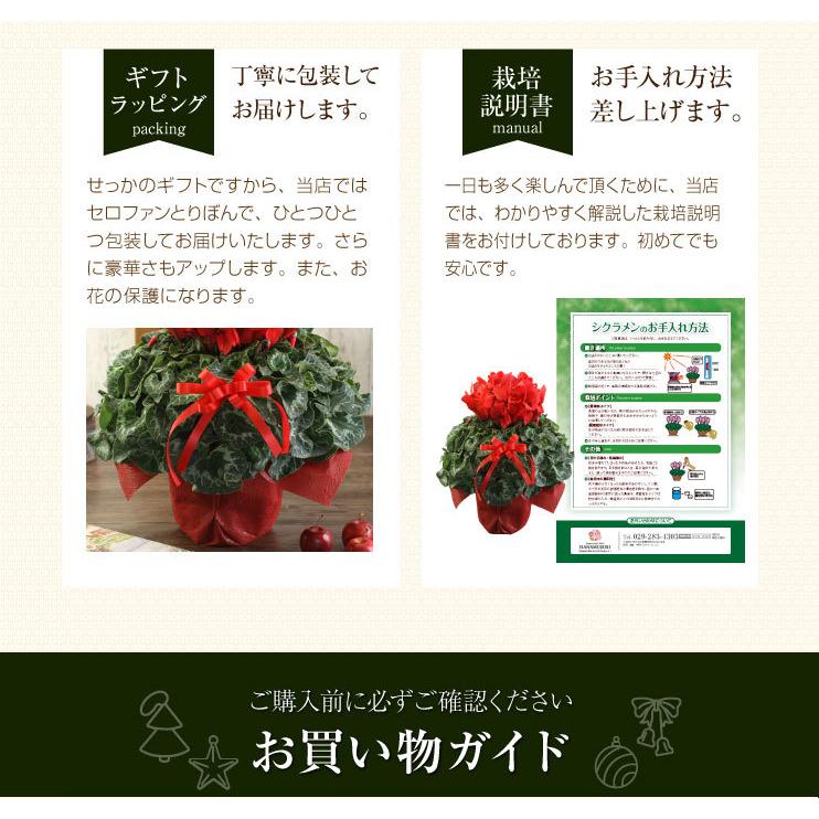 シクラメン　ギフト用花鉢　赤｜hana-kusamusubi｜08