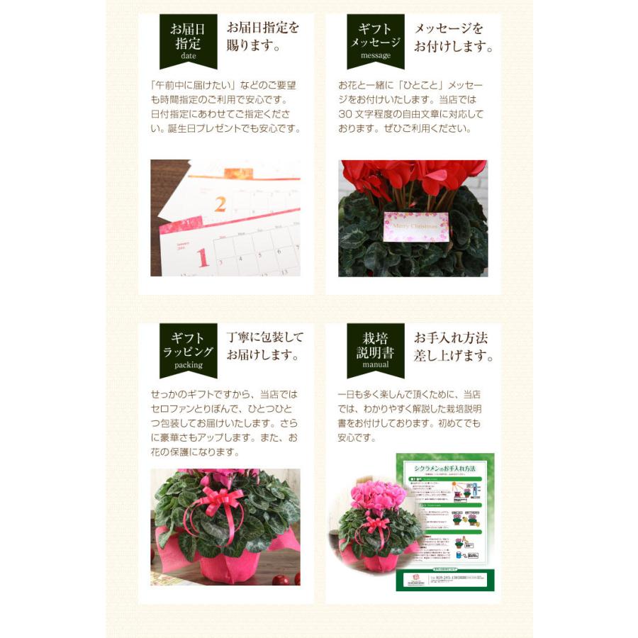 シクラメン ギフト用花鉢 ピンク系 Cyc004 花束とアレンジの専門店 花むすび 通販 Yahoo ショッピング