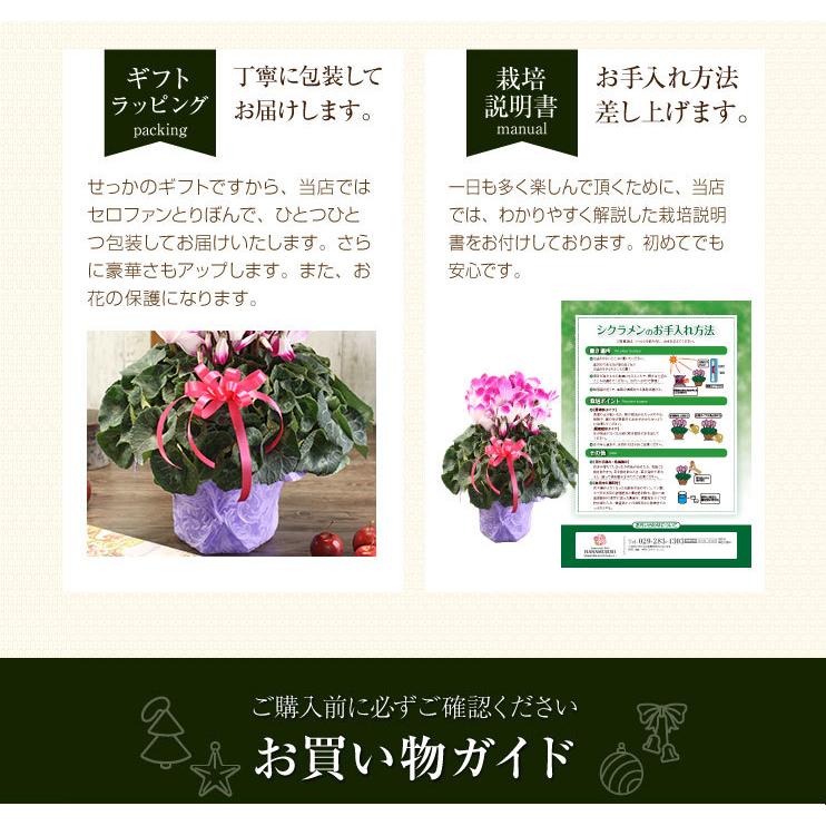シクラメン ギフト用花鉢 プルマージュパープル Cyc006 花束とアレンジの専門店 花むすび 通販 Yahoo ショッピング