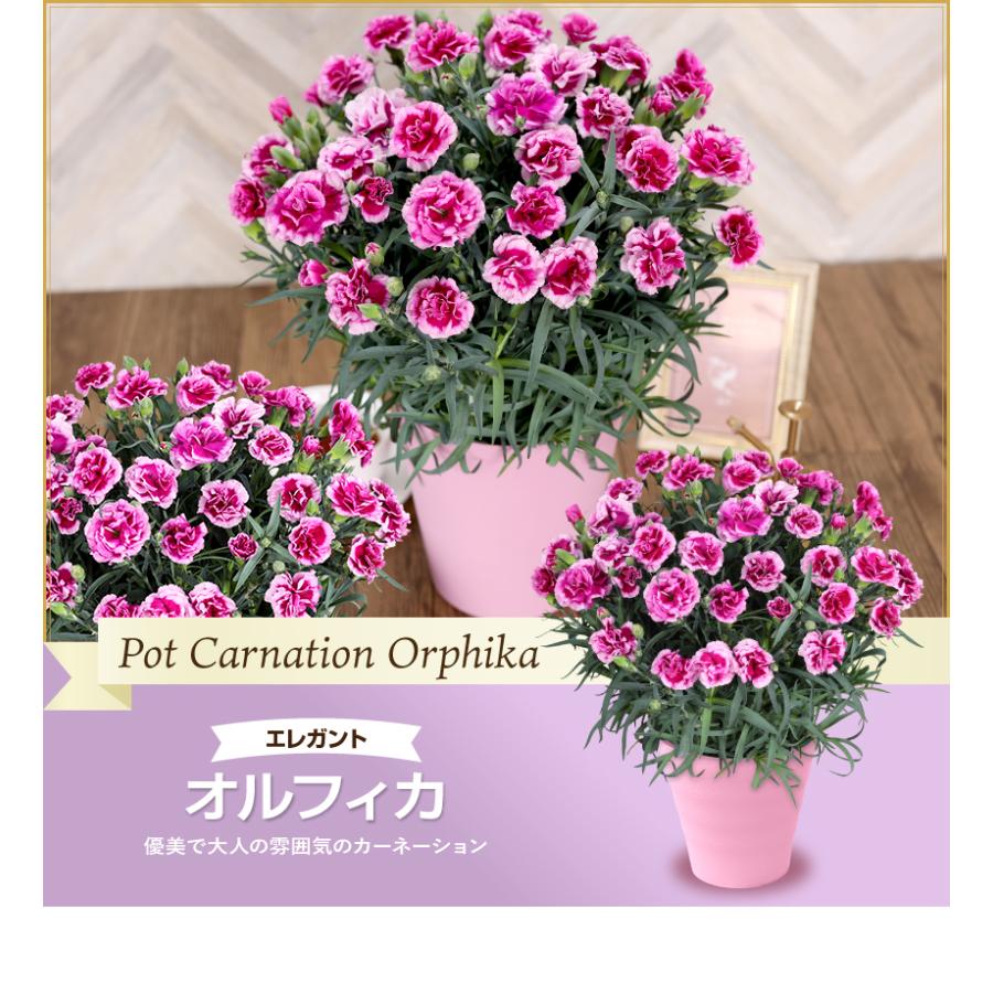 母の日 ギフト 花 カーネーション 2025 プレゼント 5号鉢 母の日 ギフト 花 カーネーション 2025 プレゼント 5号鉢