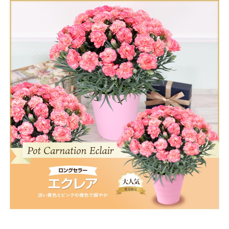 母の日のプレゼントにも♪ 寄せ植え　花■カーネーションの花束のような寄せ植え 寄せ植えガーデニング】カーネーションの寄せ植え「一緒に植え