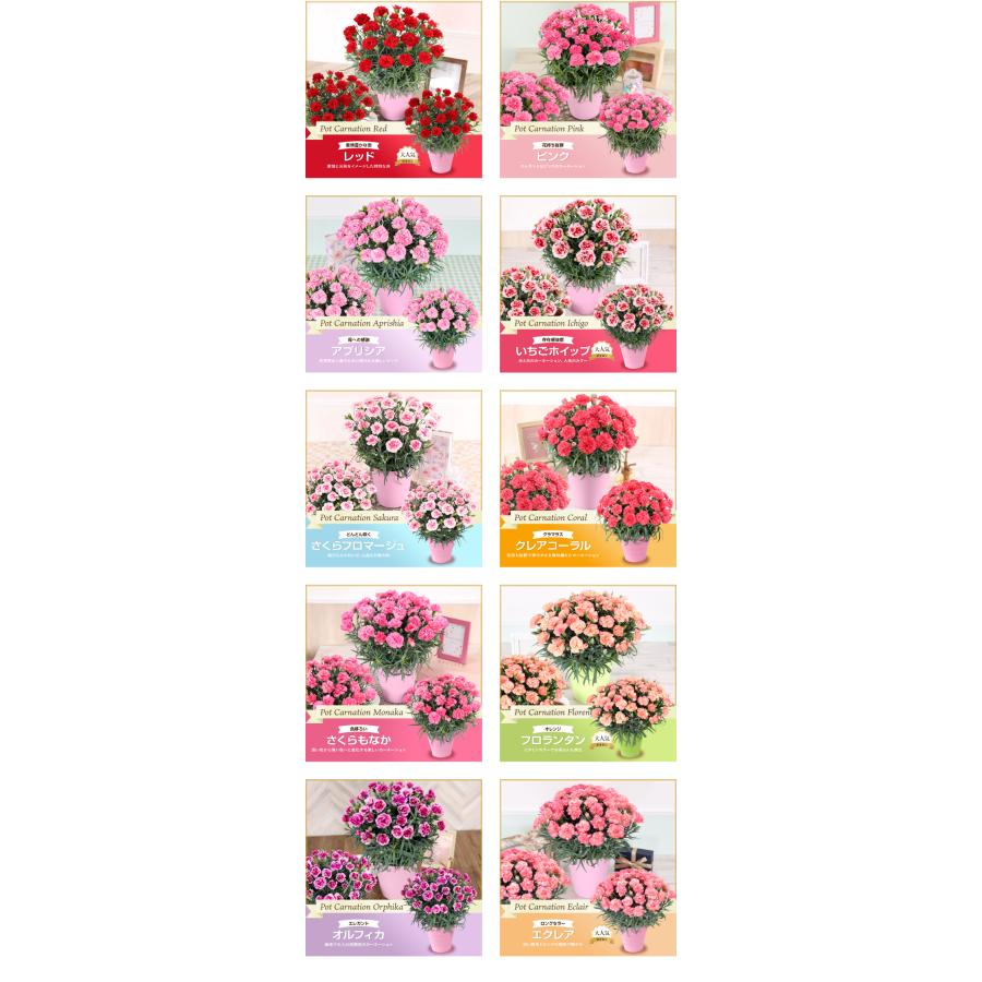 母の日のプレゼントにも♪ 寄せ植え　花■カーネーションの花束のような寄せ植え 楽天市場】母の日 カーネーション 寄せ植え 鉢植え 花 「マムズ