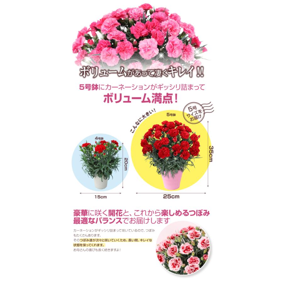 母の日 ギフト 花 カーネーション 21 プレゼント 5号鉢 メッセージカード ギフトボックス付き 送料無料 日付指定 Hc 花束とアレンジの専門店 花むすび 通販 Yahoo ショッピング