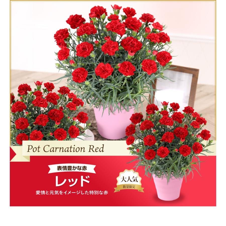 母の日 ギフト 花 カーネーション 2026 プレゼント 5号鉢 日付指定可能