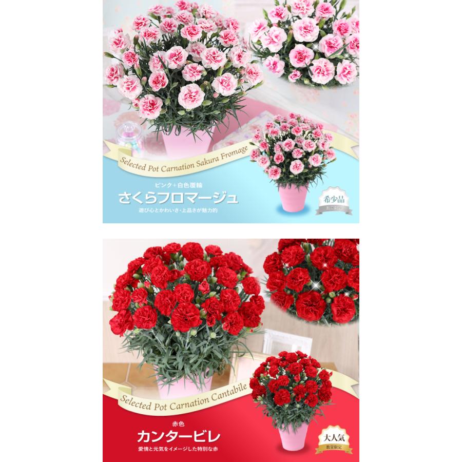 母の日 ギフト 花 カーネーション 21 プレゼント 5号鉢 メッセージカード ギフトボックス付き 送料無料 日付指定 Hc 花束とアレンジの専門店 花むすび 通販 Yahoo ショッピング