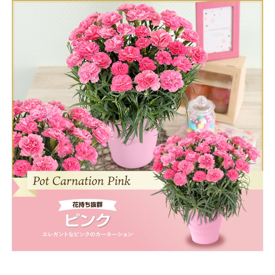 母の日 ギフト 花 カーネーション 2025 プレゼント 5号鉢 母の日 ギフト 花 カーネーション 2025 プレゼント 5号鉢