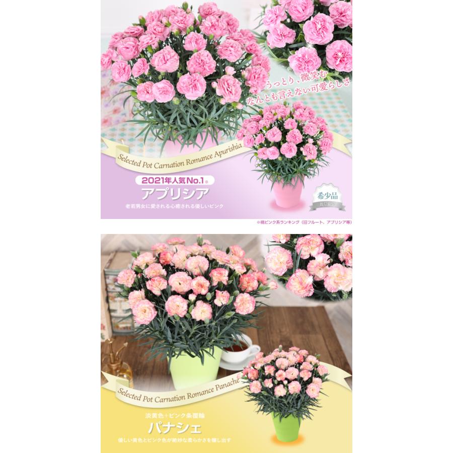 母の日 ギフト 花 カーネーション 22 プレゼント 5号鉢 メッセージカード ギフトボックス付き 送料無料 日付指定 Hc 花束とアレンジの専門店 花むすび 通販 Yahoo ショッピング