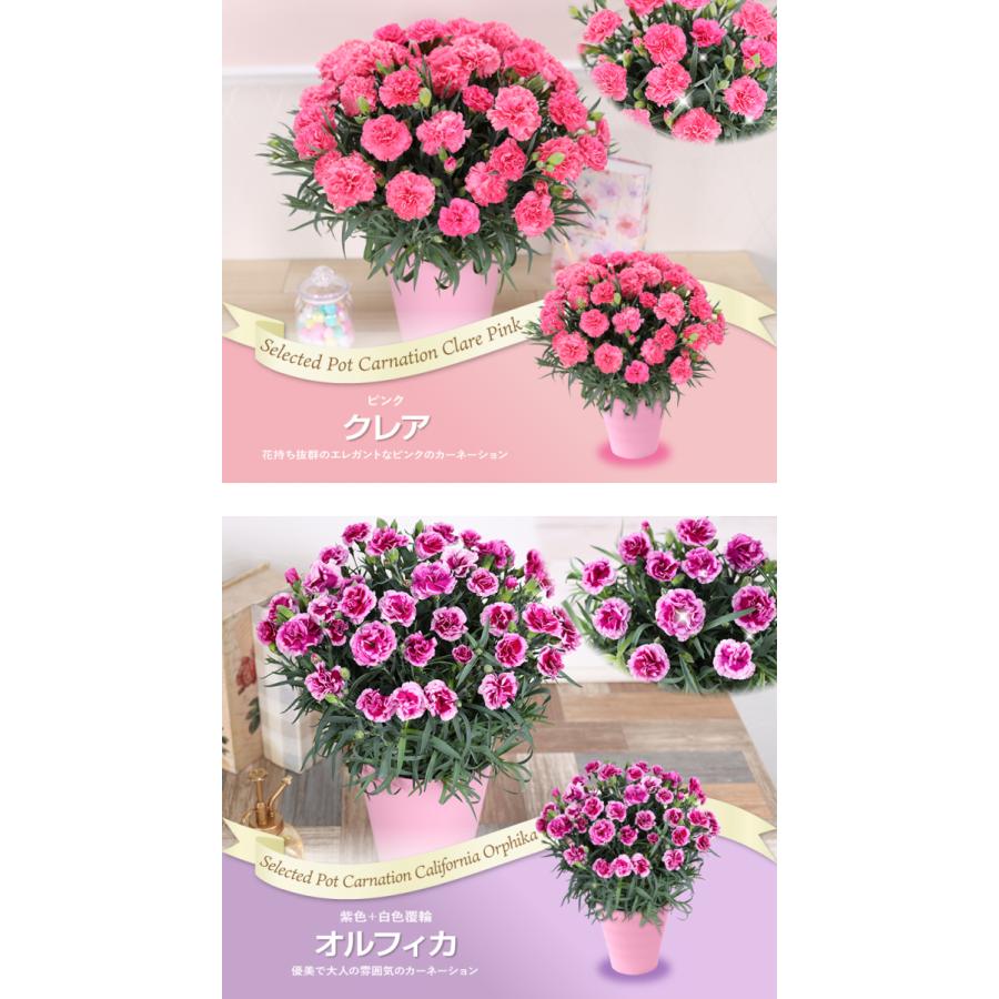 母の日 ギフト 花 カーネーション 22 プレゼント 5号鉢 メッセージカード ギフトボックス付き 送料無料 日付指定 Hm 花束とアレンジの専門店 花むすび 通販 Yahoo ショッピング