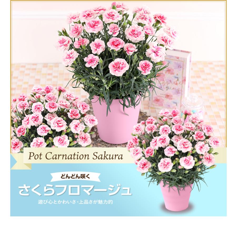 母の日のプレゼントにも♪ 寄せ植え　花■カーネーションの花束のような寄せ植え 母の日ギフト】 ❤︎ 寄せ植え カーネーション♡ホワイト