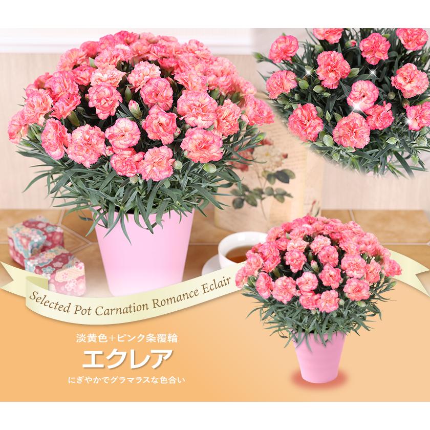 母の日 ギフト 花 カーネーション 21 プレゼント 5号鉢 メッセージカード ギフトボックス付き 送料無料 日付指定 Hm 花束とアレンジの専門店 花むすび 通販 Yahoo ショッピング
