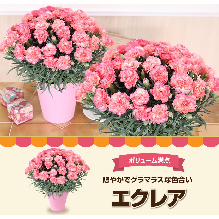 母の日 ギフト 花 カーネーション 2026 プレゼント 東北から関西まで送料無料 5号鉢 メッセージカード ギフトボックス付き | ブランド登録なし | 18