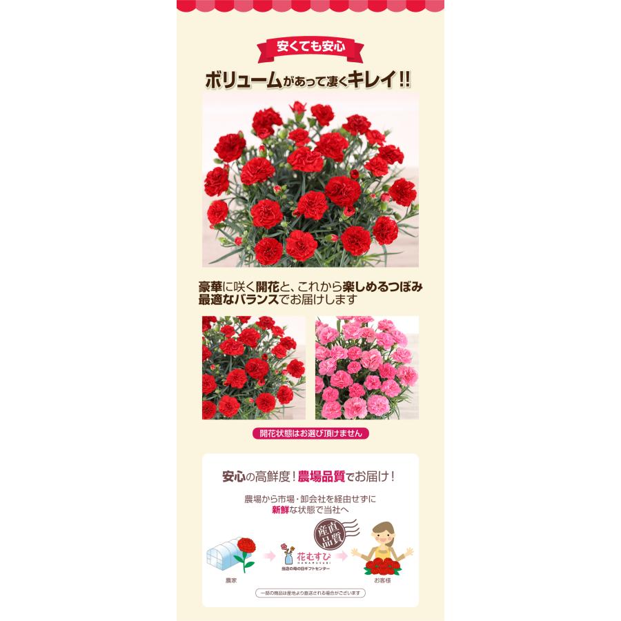 母の日 ギフト 花 カーネーション 2026 プレゼント 東北から関西まで送料無料 5号鉢 メッセージカード ギフトボックス付き | ブランド登録なし | 19