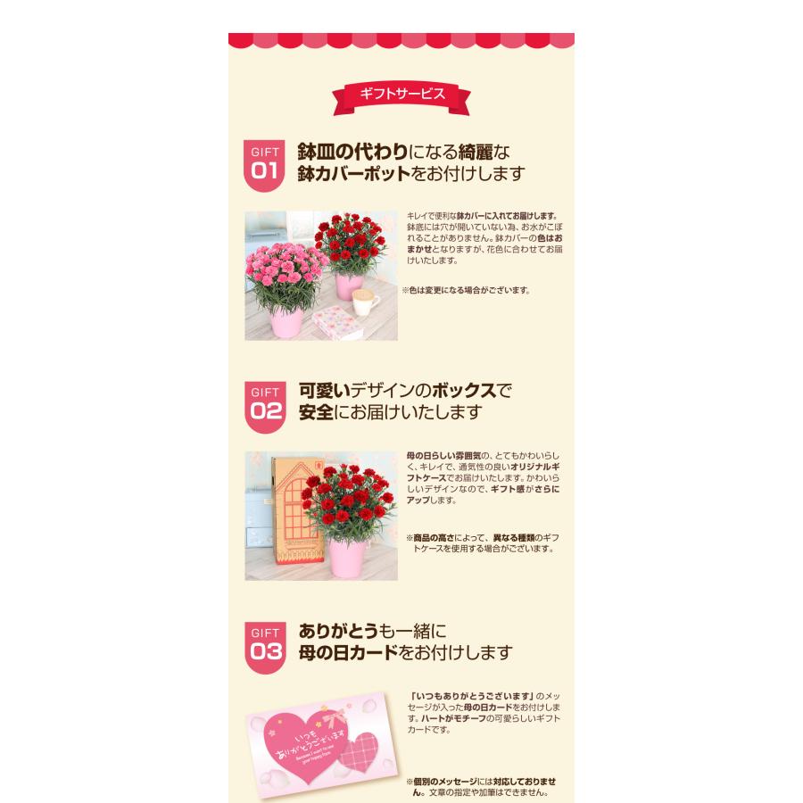 母の日 ギフト 花 カーネーション 2026 プレゼント 東北から関西まで送料無料 5号鉢 メッセージカード ギフトボックス付き | ブランド登録なし | 20